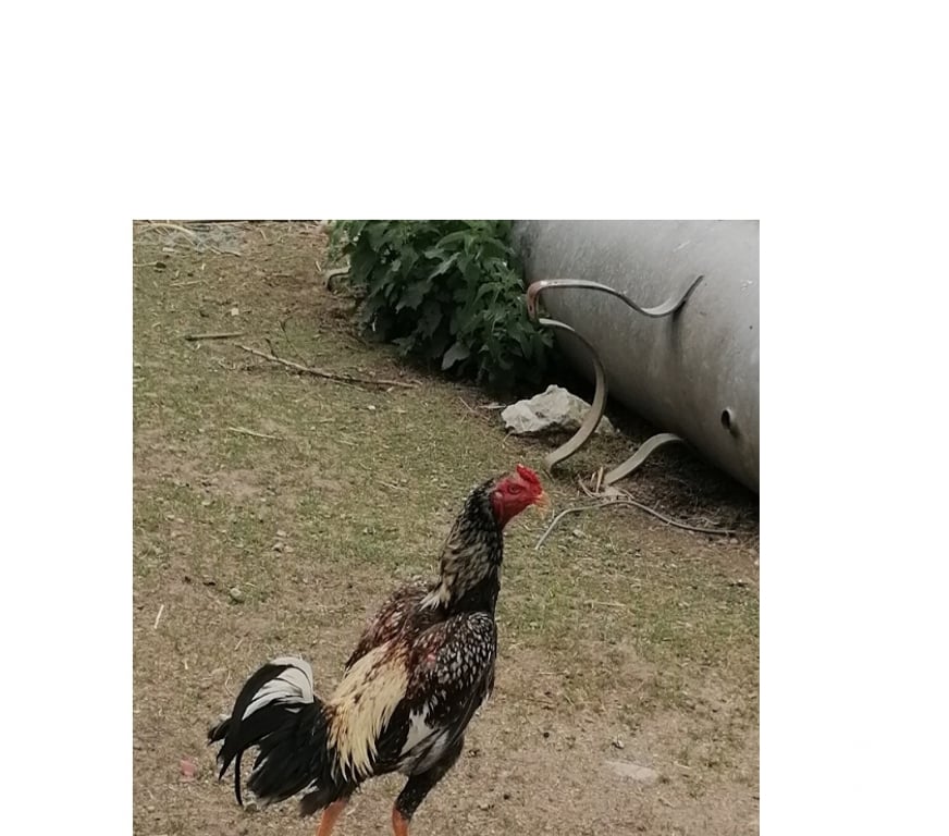 Vente Nièvre Decize - 58300 - Photos Vivastreet Jeune coq shamo thaï