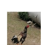 Jeune coq shamo thaï