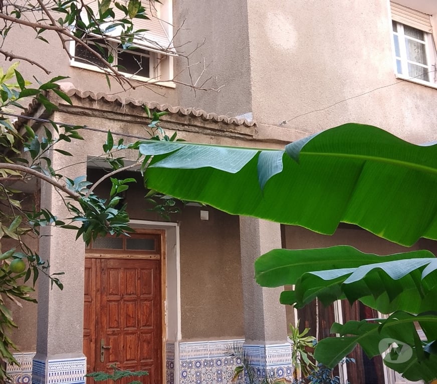 Vente Maison Algérie - Photos Vivastreet Vends maison avec terrain de 1260 m2 arboré et piscinable