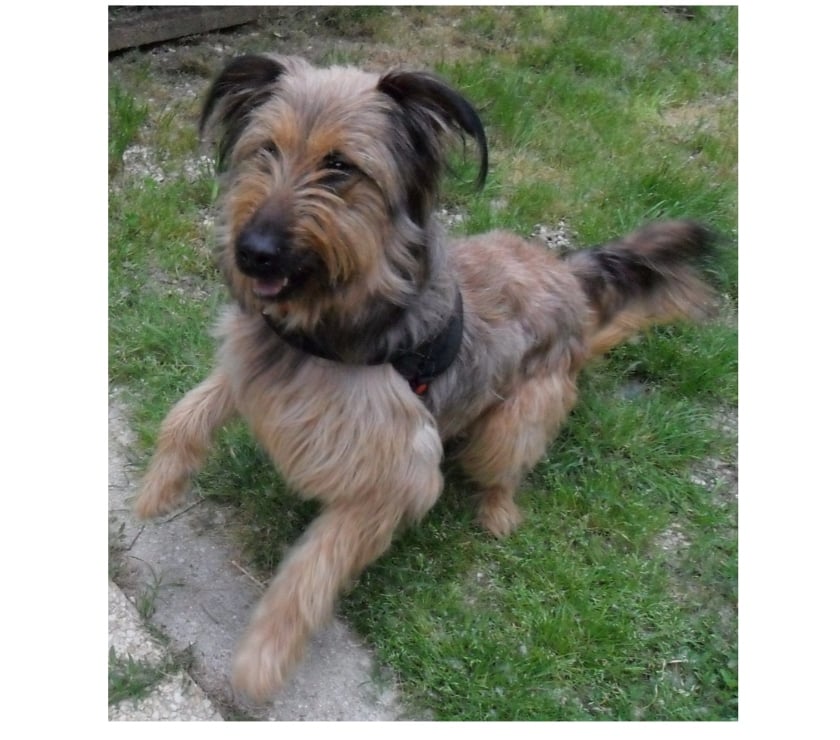 Vente Lot Castelnau Montratier - 46170 - Photos Vivastreet CHIEN 1 AN BRIARD X BERGER BELGE ACTIF JOUEUR PROTECTEUR