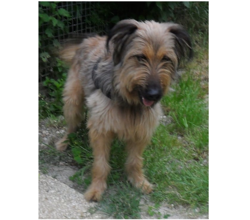 Vente Lot Castelnau Montratier - 46170 - Photos Vivastreet CHIEN 1 AN BRIARD X BERGER BELGE ACTIF JOUEUR PROTECTEUR