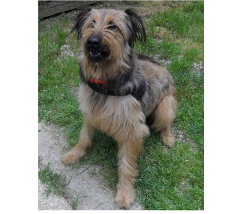 Vente Lot Castelnau Montratier - 46170 - Photos Vivastreet CHIEN 1 AN BRIARD X BERGER BELGE ACTIF JOUEUR PROTECTEUR