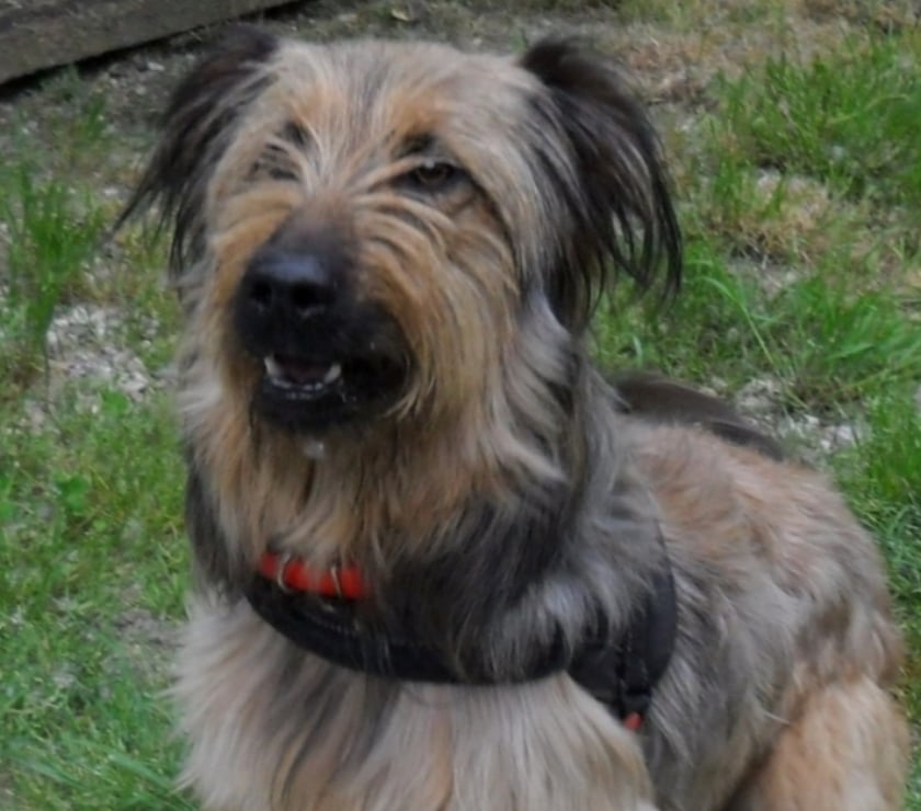 CHIEN 1 AN BRIARD X BERGER BELGE ACTIF JOUEUR PROTECTEUR