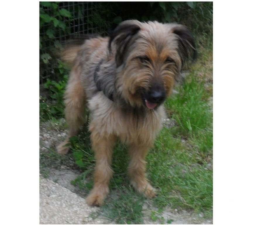 Vente Lot Castelnau Montratier - 46170 - Photos Vivastreet CHIEN 1 AN BRIARD X BERGER BELGE ACTIF JOUEUR PROTECTEUR