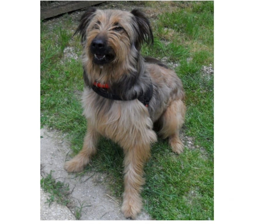 Vente Lot Castelnau Montratier - 46170 - Photos Vivastreet CHIEN 1 AN BRIARD X BERGER BELGE ACTIF JOUEUR PROTECTEUR