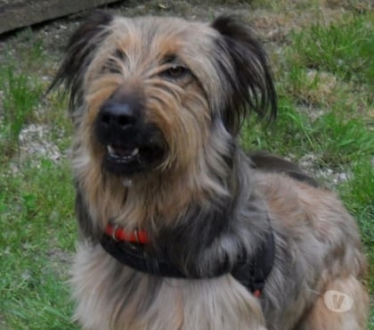 Vente animaux Castelnau Montratier Lot - Photos Vivastreet CHIEN 1 AN BRIARD X BERGER BELGE ACTIF JOUEUR PROTECTEUR