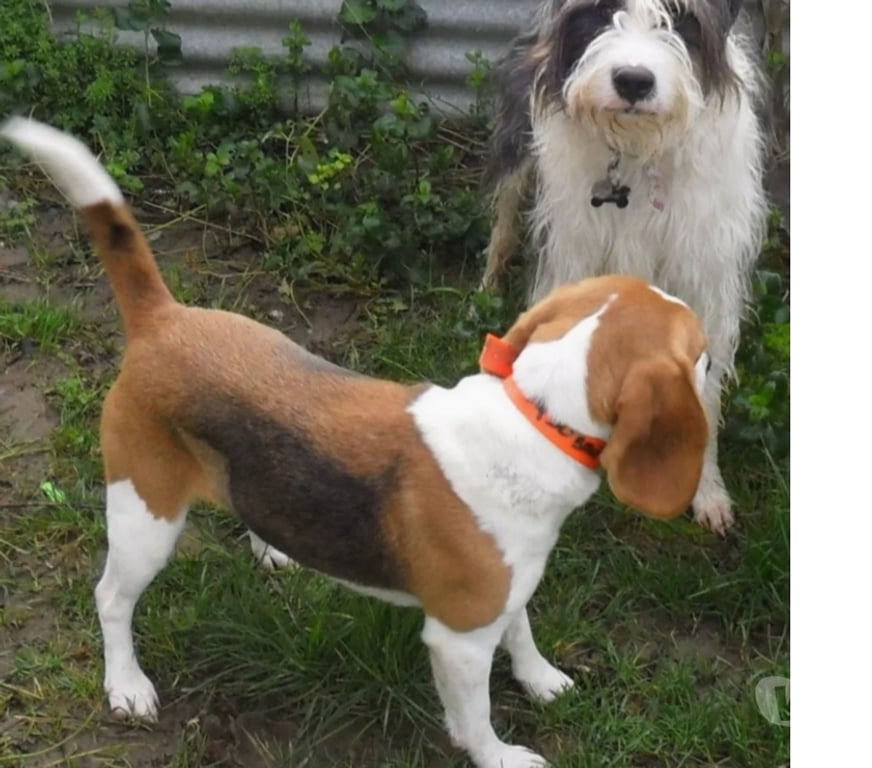 Vente Lot Castelnau Montratier - 46170 - Photos Vivastreet CHIENNE 3 ANS TYPE BEAGLE AFFECTUEUSE FIDELE TRES BON FLAIR