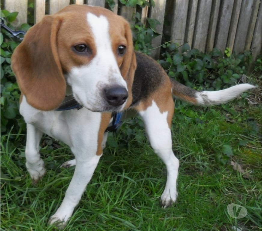 Vente Lot Castelnau Montratier - 46170 - Photos Vivastreet CHIENNE 3 ANS TYPE BEAGLE AFFECTUEUSE FIDELE TRES BON FLAIR