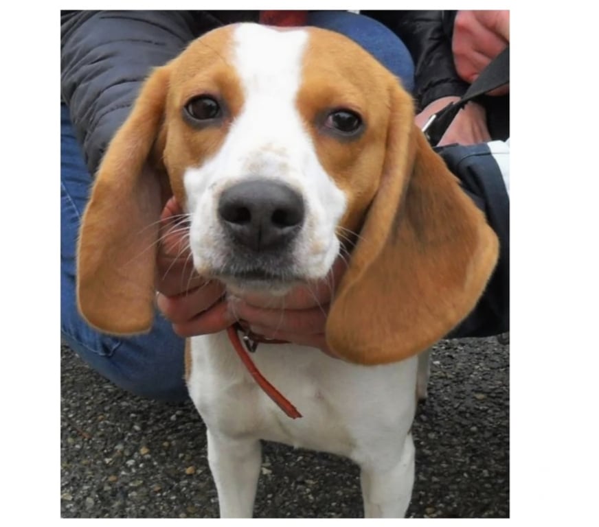Vente Lot Castelnau Montratier - 46170 - Photos Vivastreet CHIENNE 3 ANS TYPE BEAGLE AFFECTUEUSE FIDELE TRES BON FLAIR