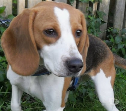 Vente animaux Castelnau Montratier Lot - Photos Vivastreet CHIENNE 3 ANS TYPE BEAGLE AFFECTUEUSE FIDELE TRES BON FLAIR