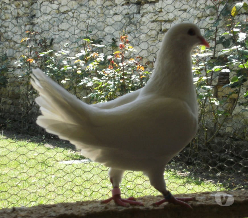Vente Seine-et-Marne Bagneaux sur Loing - 77167 - Photos Vivastreet Pigeons reproducteurs hubbell blanc