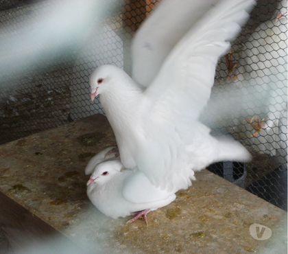 Vente animaux Bagneaux sur Loing Seine-et-Marne - Photos Vivastreet Pigeons reproducteurs hubbell blanc