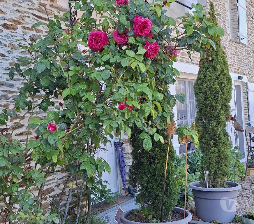 Vente Maison Calvados Cahagnolles - 14490 - Photos Vivastreet Belle propriété Normande,