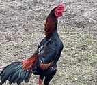 Jeunes coq shamo thaïlandais