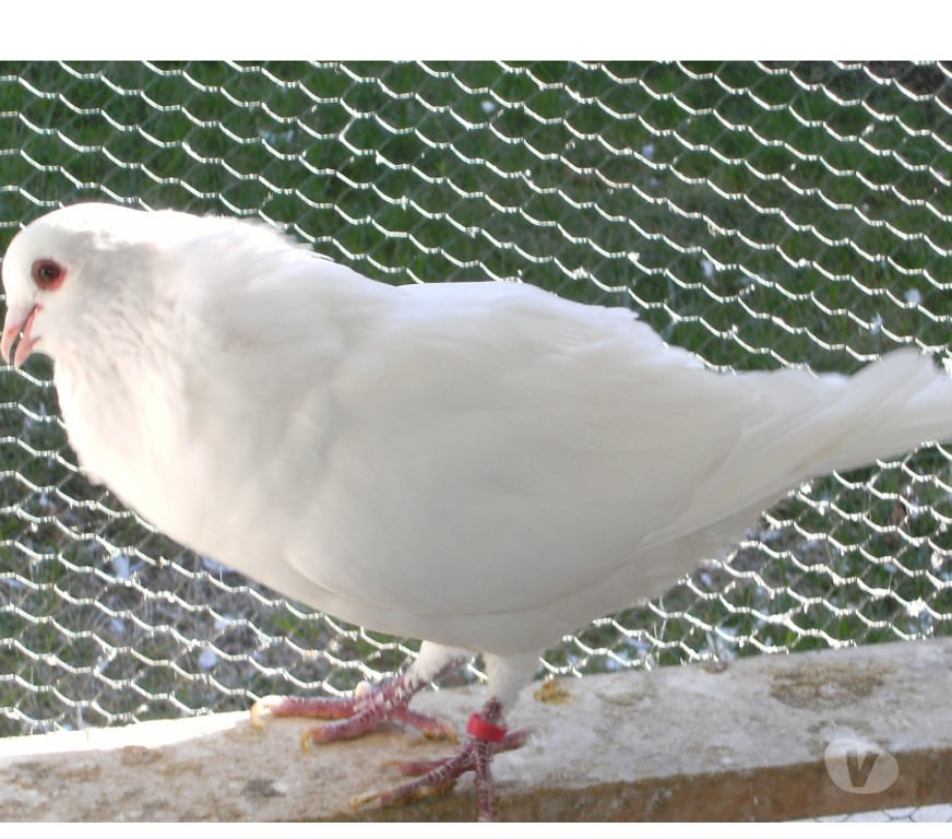 Vente Seine-et-Marne Bagneaux sur Loing - 77167 - Photos Vivastreet Pigeons de chair