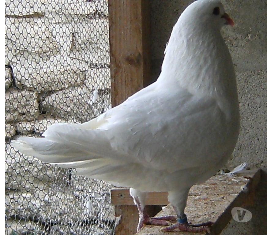Vente Seine-et-Marne Bagneaux sur Loing - 77167 - Photos Vivastreet Pigeons de chair