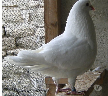 Vente animaux Bagneaux sur Loing Seine-et-Marne - Photos Vivastreet Pigeons de chair