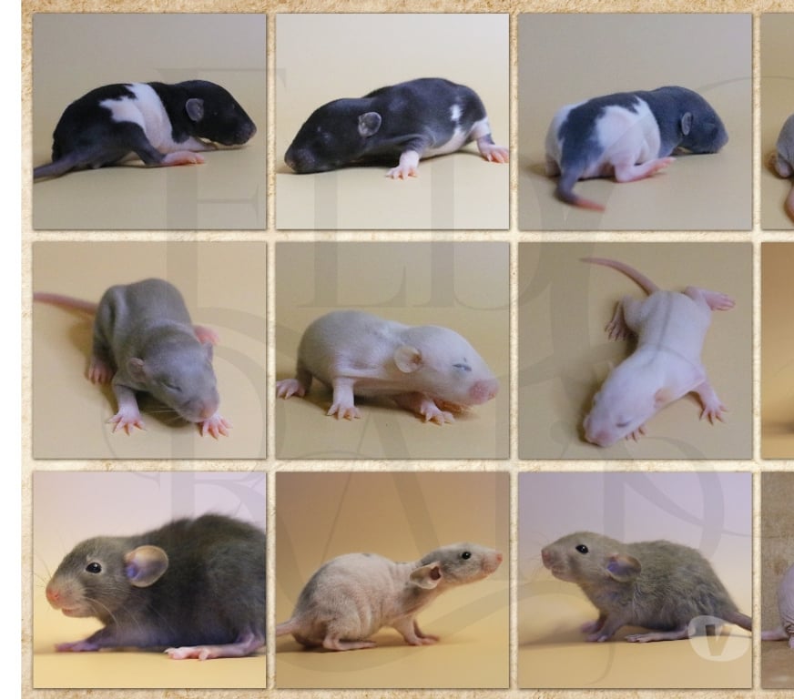 Vente Puy-de-Dôme Clermont Ferrand - Photos Vivastreet Jeunes rats & ratons cherchent familles