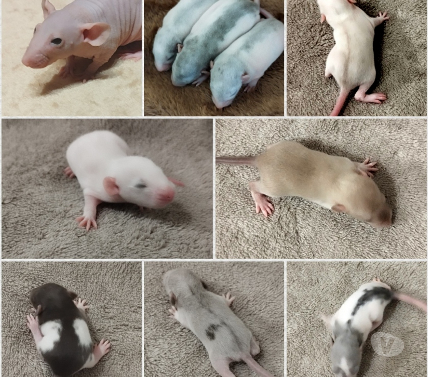 Vente Puy-de-Dôme Clermont Ferrand - Photos Vivastreet Jeunes rats & ratons cherchent familles