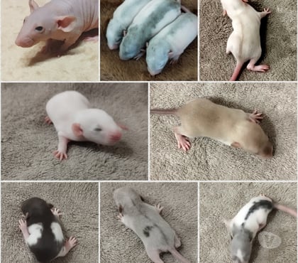 Vente animaux Clermont Ferrand Clermont Ferrand - Photos Vivastreet Jeunes rats & ratons cherchent familles