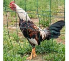 Jeune coq 8 mois