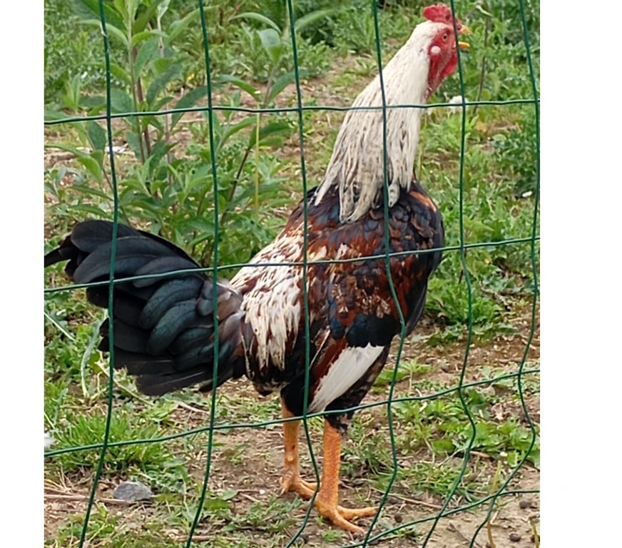 Don animaux Pas-de-Calais Annay - 62880 - Photos Vivastreet Jeune coq 8 mois