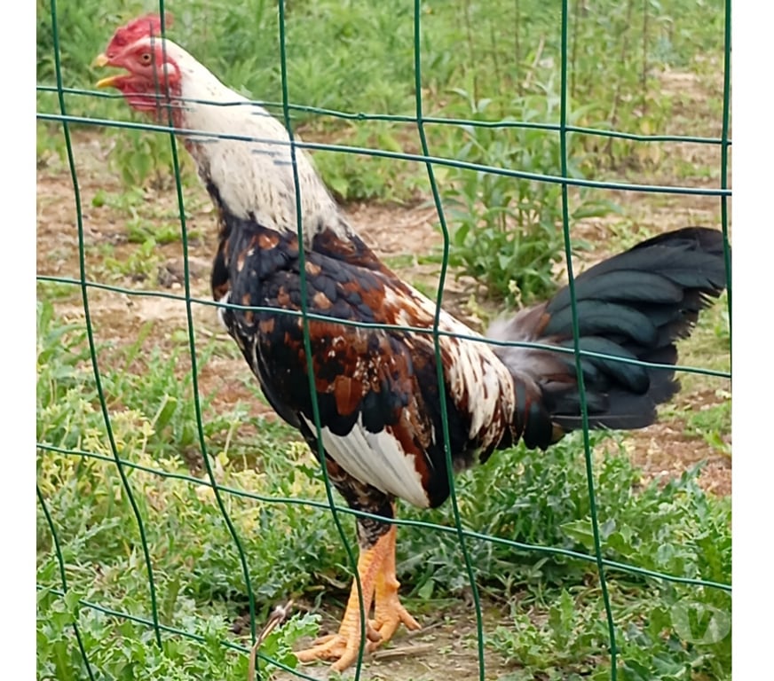 Don animaux Pas-de-Calais Annay - 62880 - Photos Vivastreet Jeune coq 8 mois