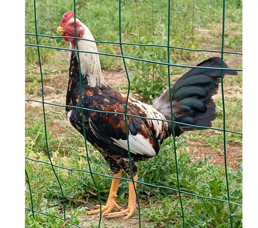 Don animaux Pas-de-Calais Annay - 62880 - Photos Vivastreet Jeune coq 8 mois