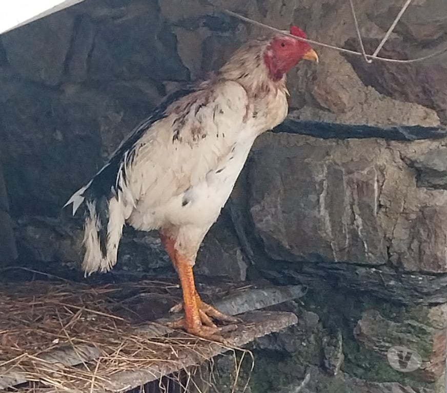 Vente Ille-et-Vilaine Guipry - 35480 - Photos Vivastreet Vends coq 🐓 thaïlandais