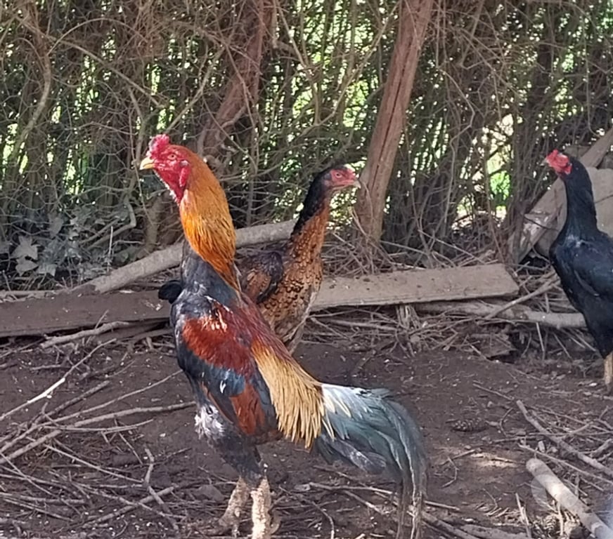 Vente Ille-et-Vilaine Guipry - 35480 - Photos Vivastreet Vends coq 🐓 thaïlandais