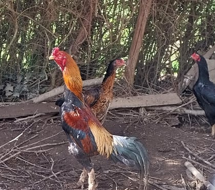 Vente animaux Guipry Ille-et-Vilaine - Photos Vivastreet Vends coq 🐓 thaïlandais