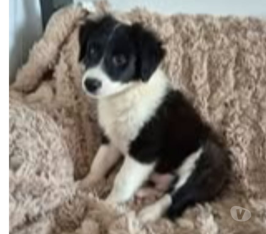 Don animaux Ardèche Annonay - 07100 - Photos Vivastreet Chien ALPHA à l adoption