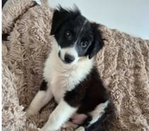 Photos Vivastreet Chien ALPHA à l adoption
