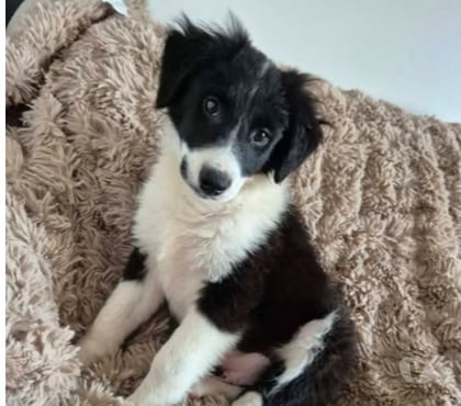 Adoption animaux Annonay Ardèche - Photos Vivastreet Chien ALPHA à l adoption
