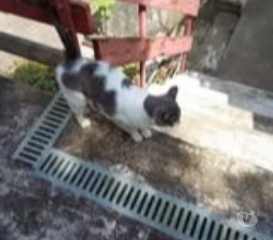 Don animaux Ardèche Vion - 07610 - Photos Vivastreet Chat MINETTE à l adoption