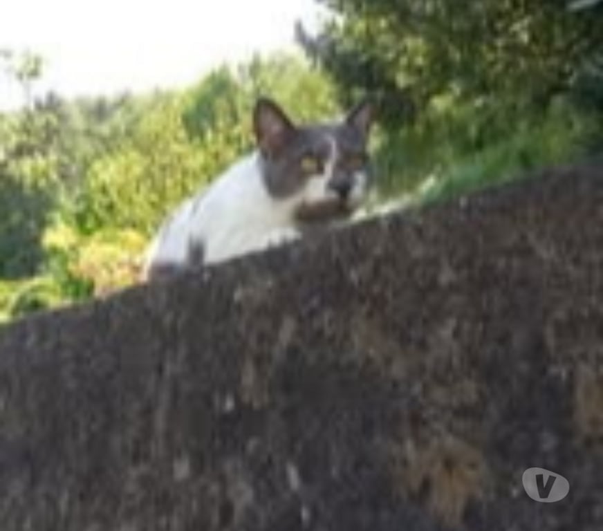 Don animaux Ardèche Vion - 07610 - Photos Vivastreet Chat MINETTE à l adoption