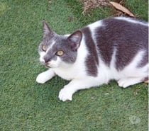Photos Vivastreet Chat MINETTE à l adoption