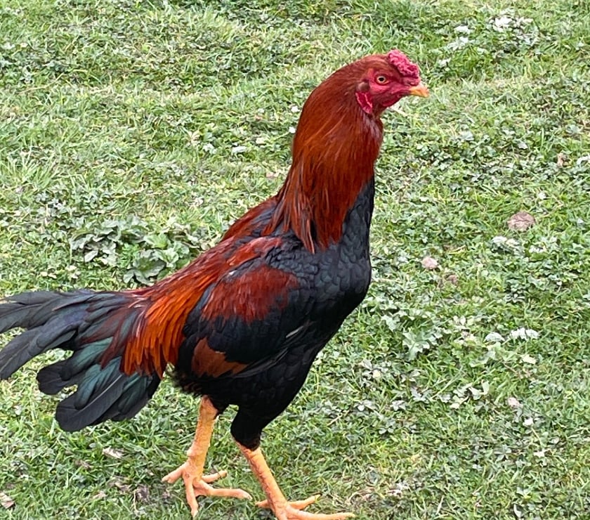 Vente animaux Lens Pas-de-Calais - Photos Vivastreet Jeunes coq thaïlandais parkoy