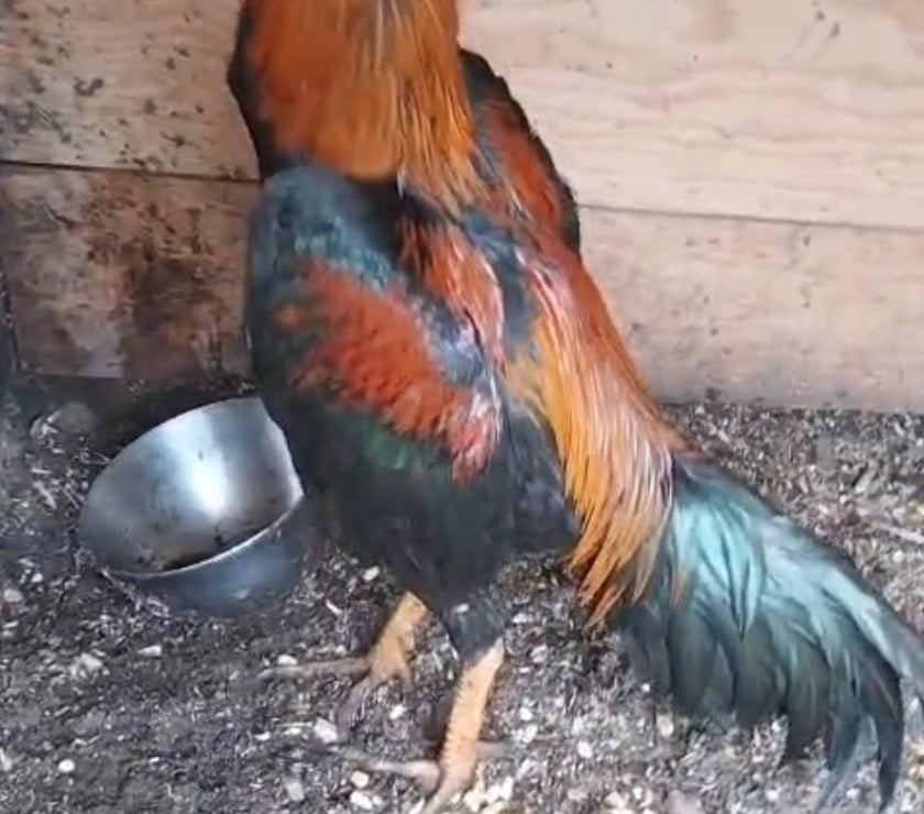 Vente animaux Reignac Gironde - Photos Vivastreet Coq de combattant