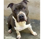 BOBY, chien type boston terrier, 12 ans non lof