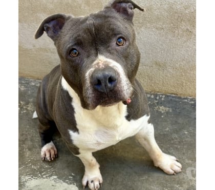 Adoption animaux Beziers Hérault - Photos Vivastreet BOBY, chien type boston terrier, 12 ans non lof