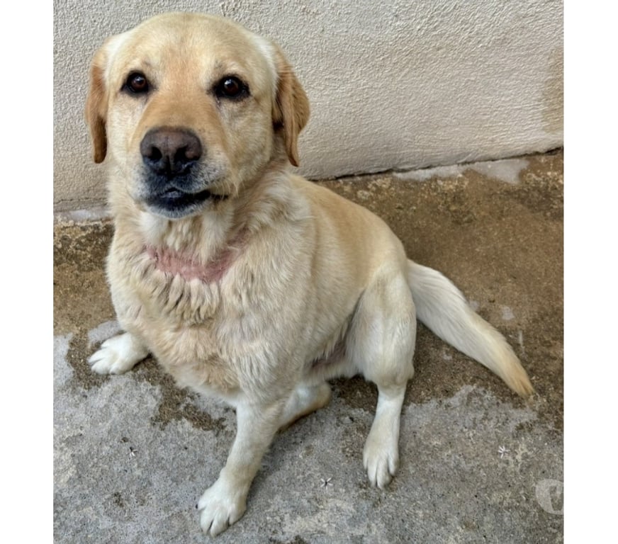 Don animaux Hérault Beziers - 34500 - Photos Vivastreet BANANIER, chien type labrador sable 6 ans non lof