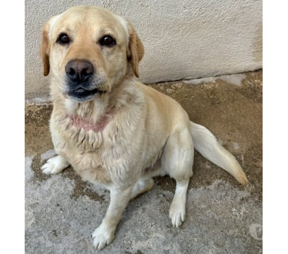 Don Beziers Hérault - Photos Vivastreet BANANIER, chien type labrador sable 6 ans non lof