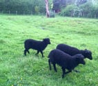 Brou - Eure-et-Loir — Moutons ouessants