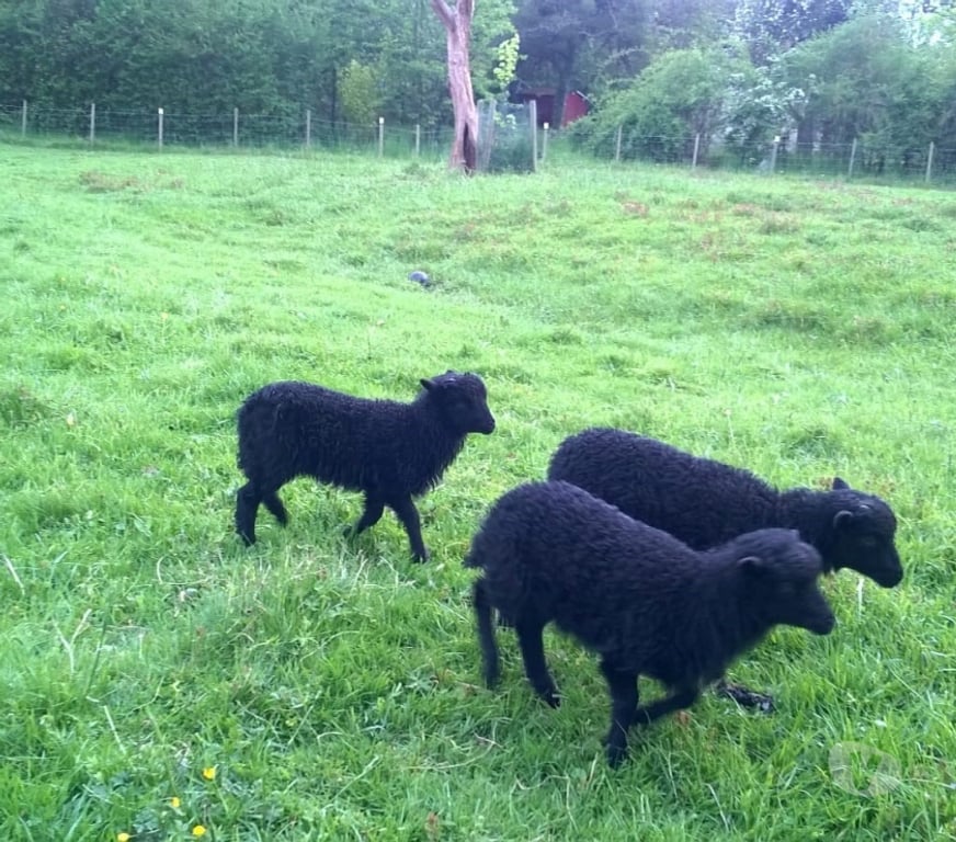 Vente Eure-et-Loir Brou - 28160 - Photos Vivastreet Moutons ouessants