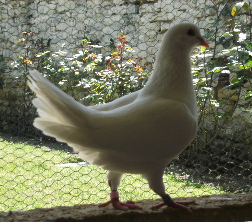 Vente Seine-et-Marne Amillis - 77120 - Photos Vivastreet Pigeons reproducteurs hubbell blanc