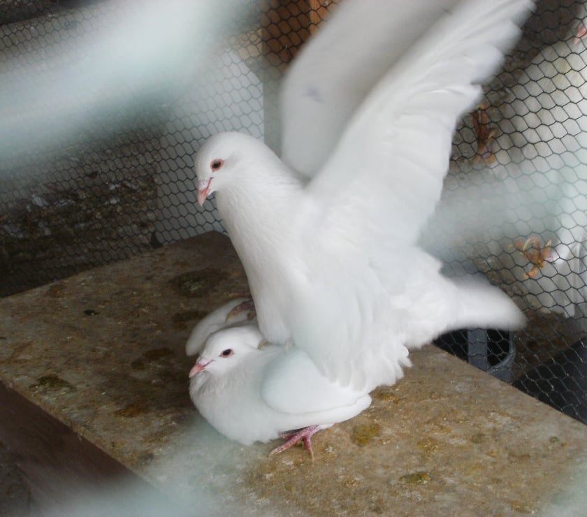 Vente animaux Amillis Seine-et-Marne - Photos Vivastreet Pigeons reproducteurs hubbell blanc