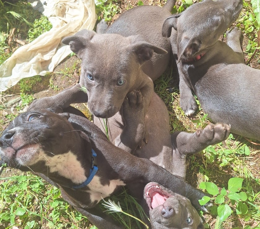 Vente Bouches-du-Rhône Vitrolles - 13127 - Photos Vivastreet Vente de 4 chiots croisés Staff