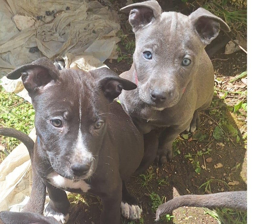 Vente Bouches-du-Rhône Vitrolles - 13127 - Photos Vivastreet Vente de 4 chiots croisés Staff