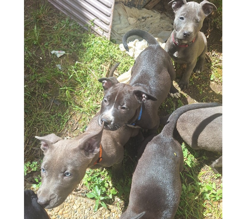 Vente Bouches-du-Rhône Vitrolles - 13127 - Photos Vivastreet Vente de 4 chiots croisés Staff